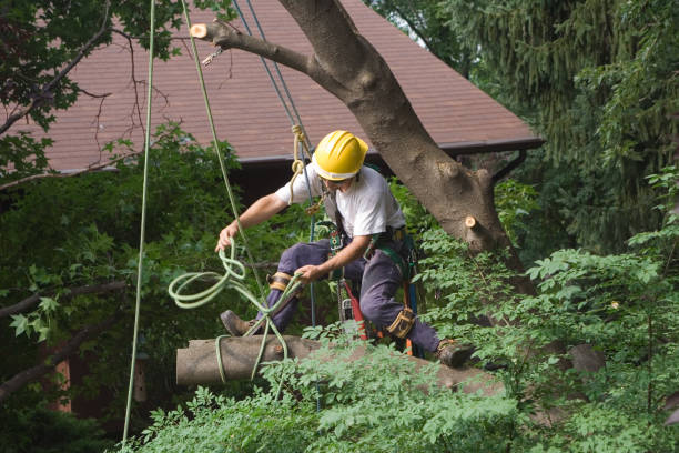 Best Palm Tree Trimming  in Bellwood, PA